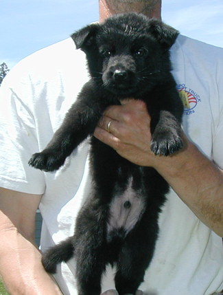 Elfi Lord black male red collar 5.5 wks 325w 