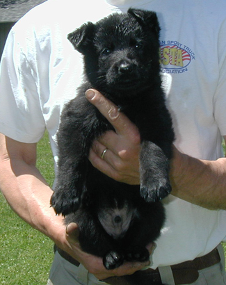 Elfi Lord black male royal blue collar 5.5 wks