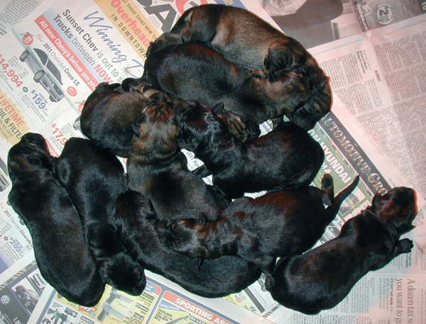 Elfi Lord pups_ Newborn