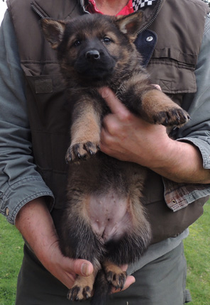 Elfie Aron Blk Sable Orange collar Female 6 wks