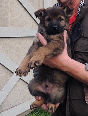 Elfie Aron Turquoise green blk sable male 6 wks