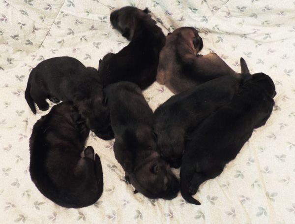 Elfie Aron pups 6 days old 2