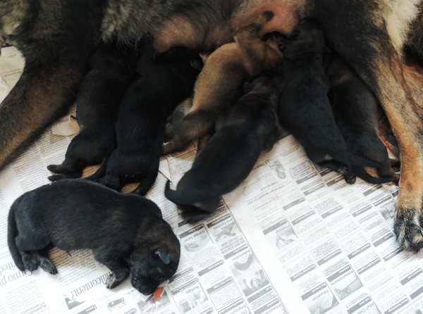 Elfie Aron Litter 36hrs old 2