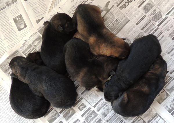 Elfie Aron litter 36hrs old