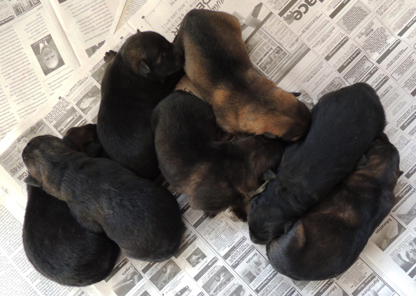 Elfie Aron litter 36hrs old 