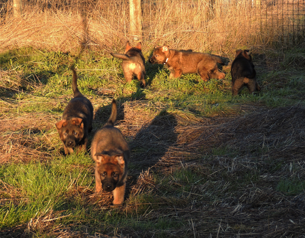 Elfie Aron pups 8 wks 3