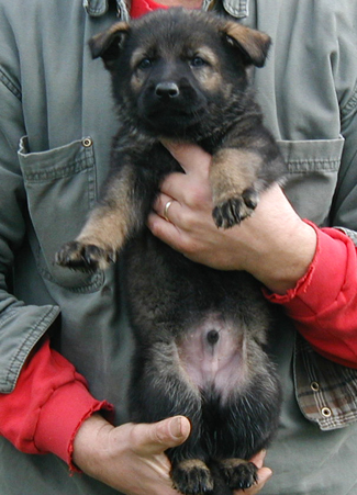 Elfie Lord black collar male 6 wks