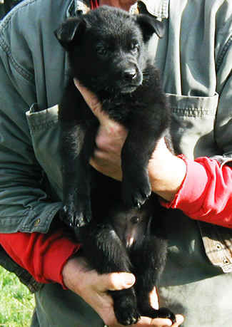 Elfie Lord Black male 6 wks