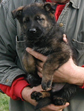 Elfie Lord Lime collar male 6wks