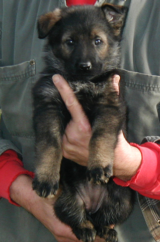 Elfie Lord pink female 6wks