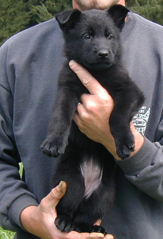 Elfi Lord blk female pumpkin collar 7 wks