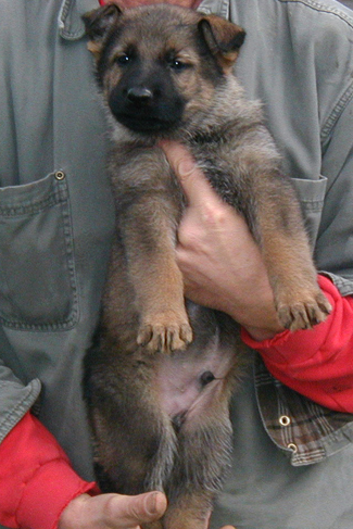 Elfie Lord Red collar male 6wks