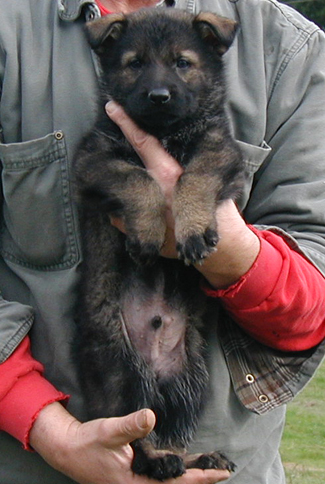 Elfie Lord Royal Blue male 6 wks