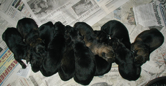 Elfie Lord T Litter 24 hrs 2