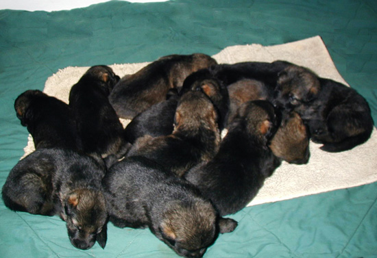 Elfie Lord T Litter 2 wks 3