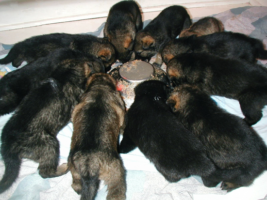 Elfie Lord T Litter 4 wks