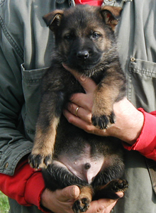 Elfie x Lord male T Kaiser 6 wks