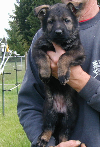 Elfi Lord blk sable female blk collar 7 wks