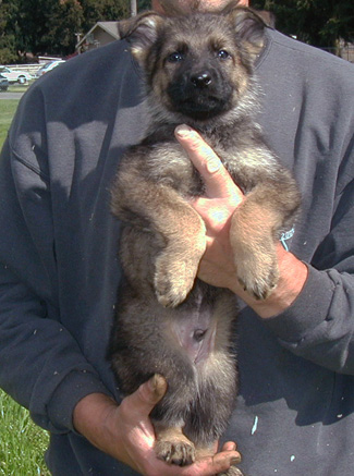 Elfie Lord dark sable blk collar male 7 wks