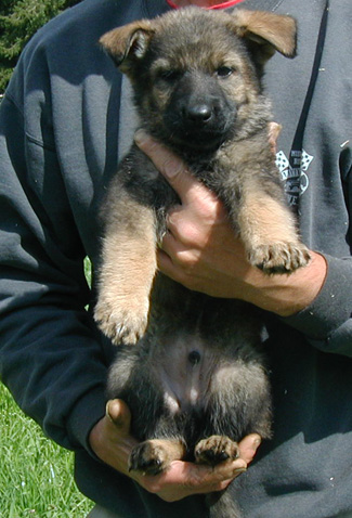 Elfie Lord dark sable male lt blue collar 7 wks