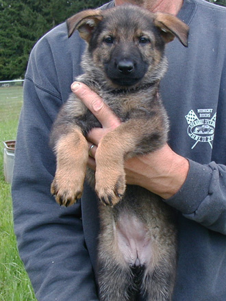 Elfi Lord Dark sable female pink collar 7 wks