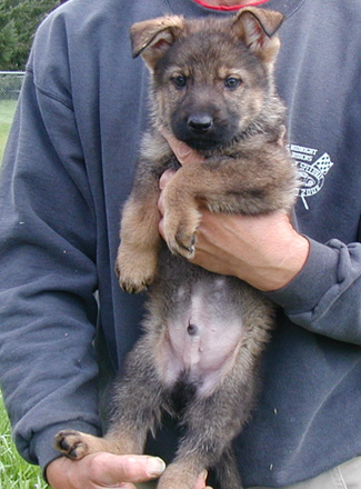 Elfi Lord dark sable male lime collar 7 wks