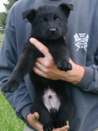 Elfie Lord Blk male red collar 7 wks