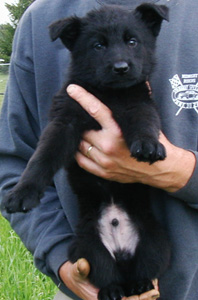 Elfie Lord blk male Niko 7 wks