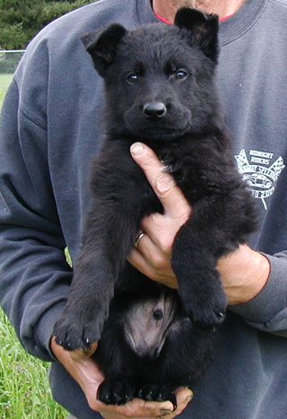 Elfi Lord Royal collar blk male 7wks