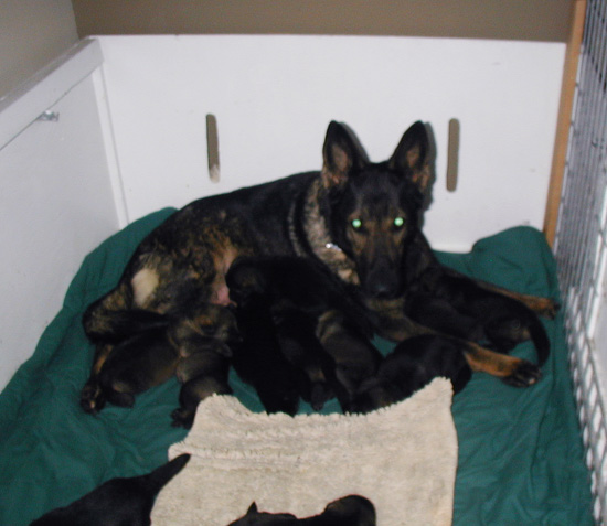 Elfie Lord T Litter 2 wks