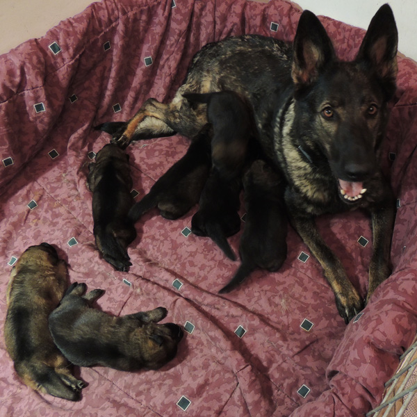 Elfie Aron pups 2 wks 2