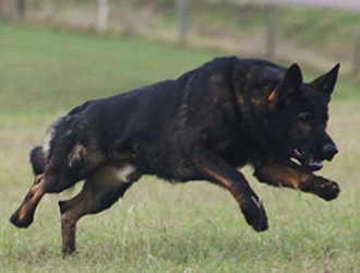 Eli Lure Coursing3_330w