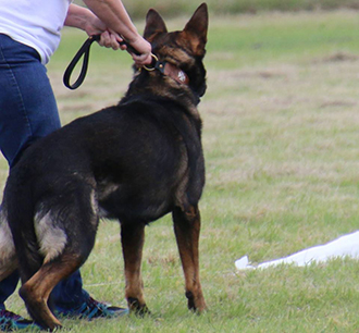 Eli Lure coursing start