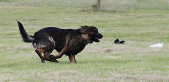 Eli Lure Coursing2