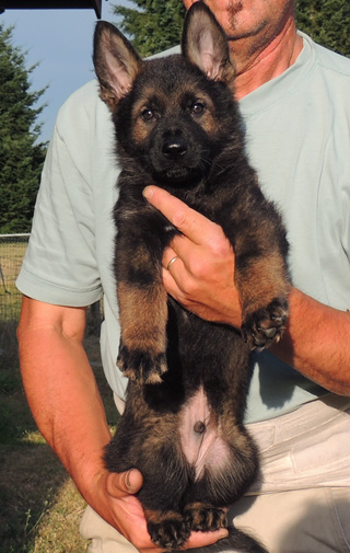 Ester Aron blk collar blk sable male 7.5wks