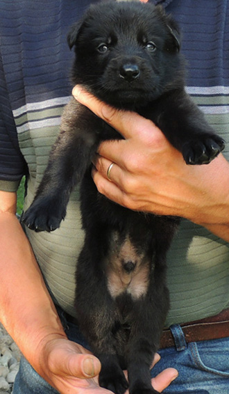 Ester Aron blk male turquoise collar 4 wks