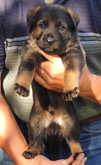 Blk sable Lime collar male 4 wks