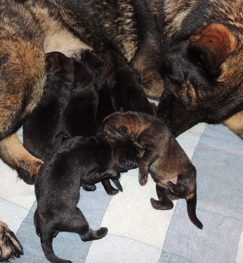 Ester Aron Litter 3 days old 500w