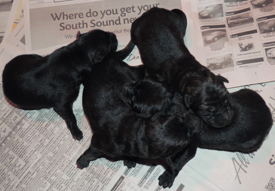 Ester Aron O Litter newborn males 1