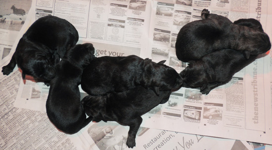 Ester Aron O Litter Newborns 2