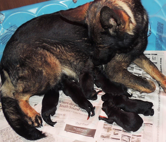 Ester Aron O Litter Newborns