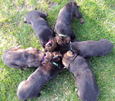 Ester Aron pups mealtime 4 wks