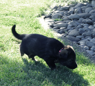 Ester Aron female pink 4 wks