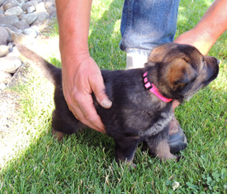 Ester Aron Pink female 4 wks