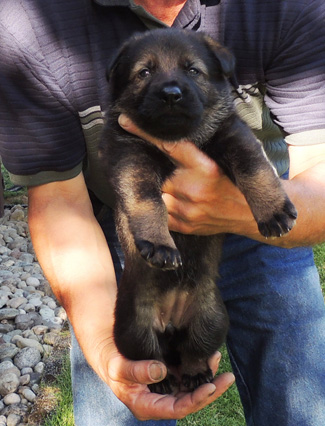 Ester Aron Pink Collar Female 4 wks