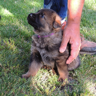 Ester Aron purple female 4 wks