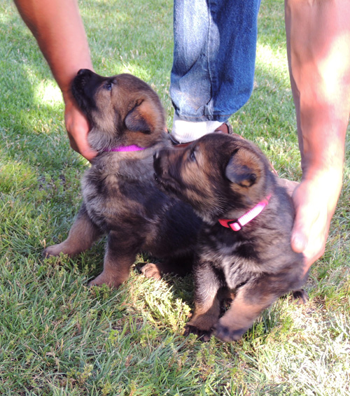 Ester Aron females purple and pink 4 wks