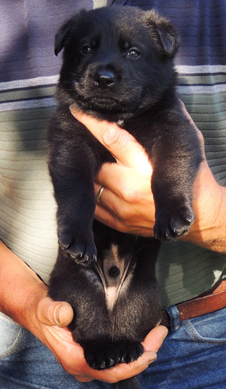 Ester Aron Black male green collar 4 wks