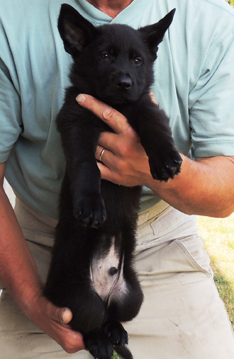 Ester Aron Green collar blk male 7.5 wks