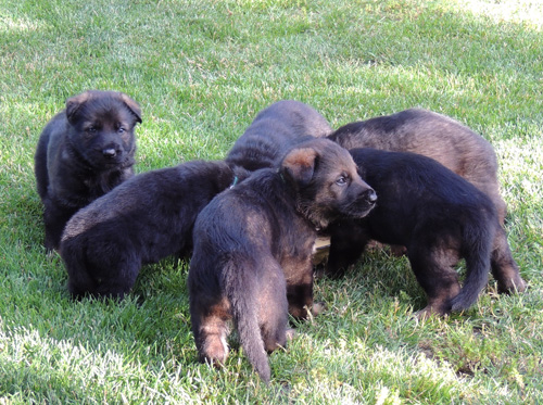 Ester Aron pups 4 wks mealtime